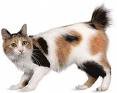 Japansk Bobtail